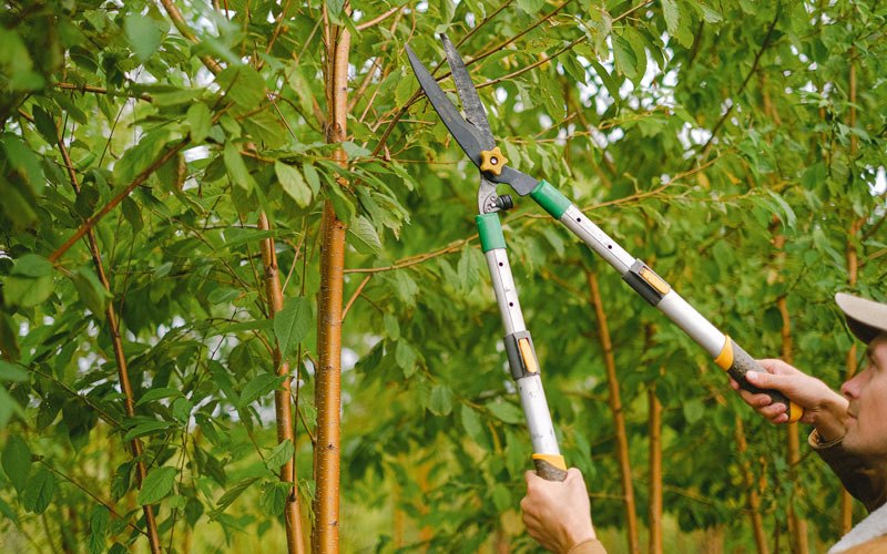Tree trimming in Montgomery, NY